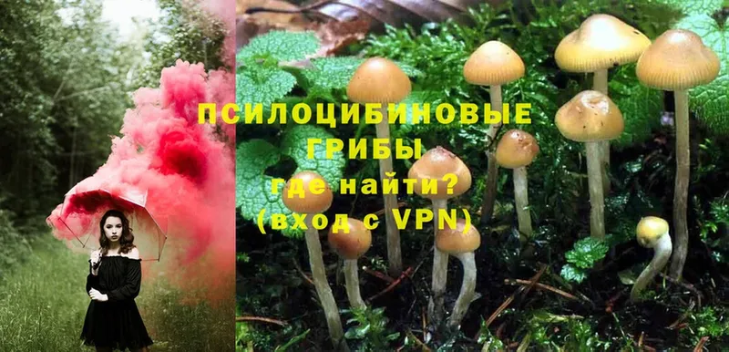 Галлюциногенные грибы Cubensis  Зерноград 