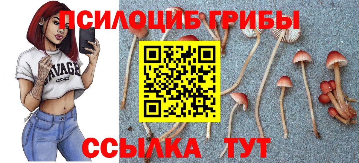 Зерноград  Галлюциногенные грибы прущие грибы  Вход с VPN  Псилоцибиновые грибы Magic Shrooms 